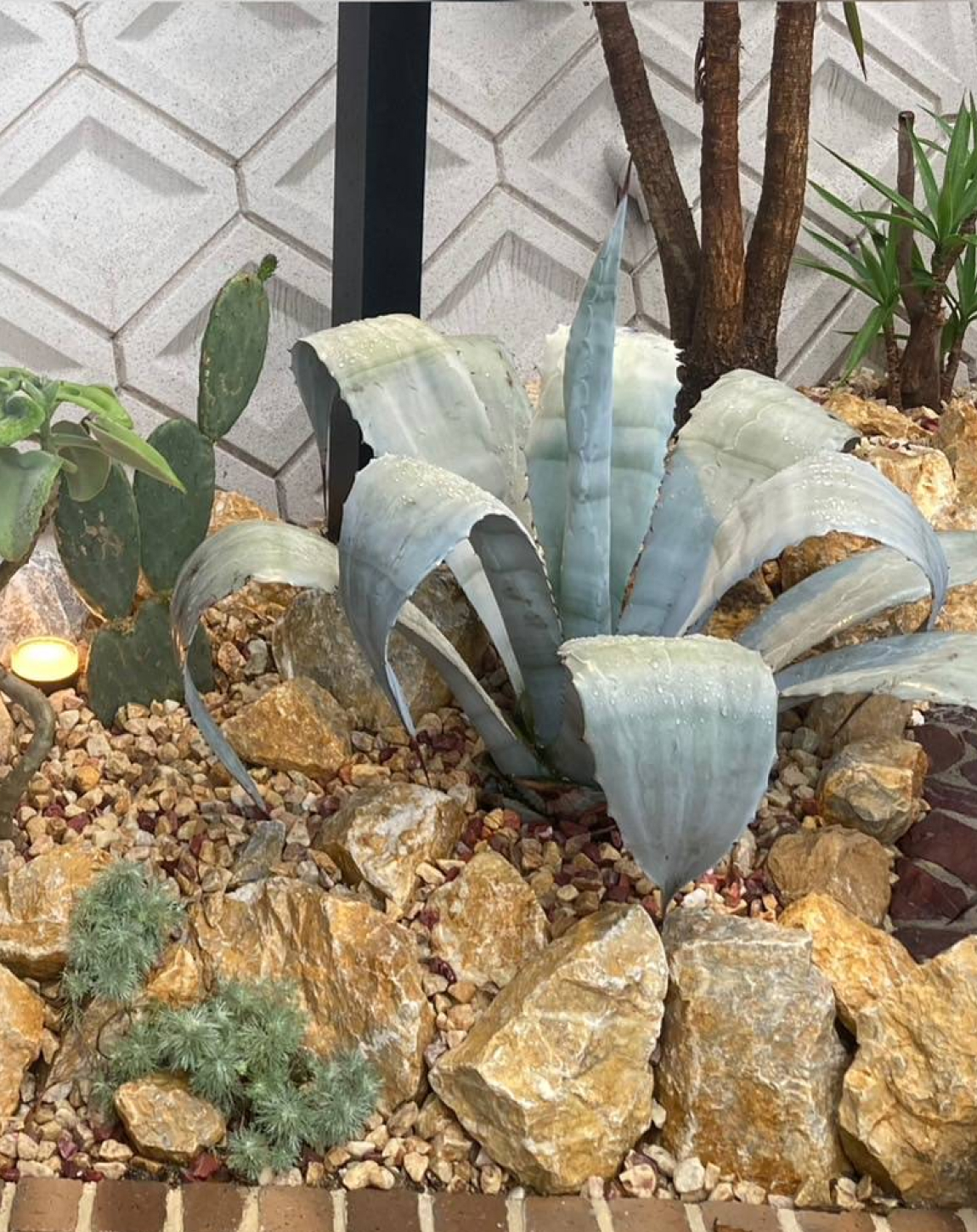 植栽写真
